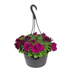 Texas Backyard H-E-B Texas Roots Begonia Hanging Basket