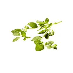 Field Day Fild Day Oregano