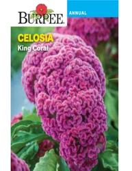 Burpee Celosia King Coral