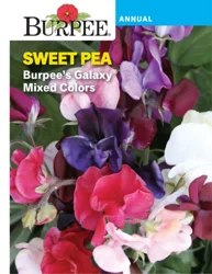 Burpee Sweet Pea Galaxy Mixed Colors
