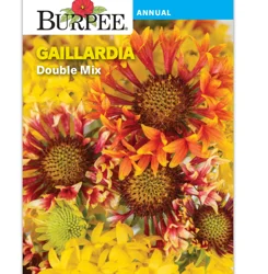 Burpee Perennial Gaillardia Double Mix