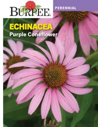 Burpee Perennial Echinacea Purple Coneflower