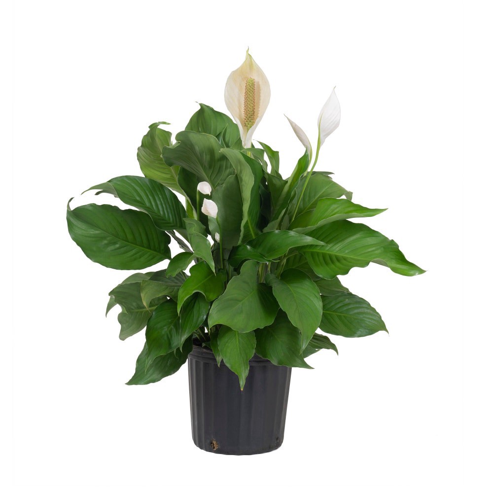 slide 1 of 1, Fresh Spathiphyllum Foliage Plant In 10 Inch Container, 1 ct