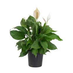 Fresh Spathiphyllum Foliage Plant In 10 Inch Container