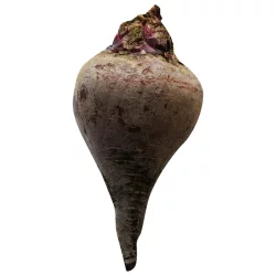 Beets Loose
