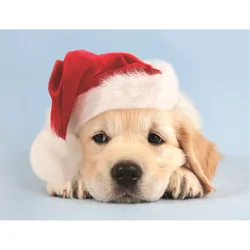 Boxed Christmas Cards - Sweet Santa Puppy