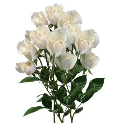 Fresh White Spray Roses 4 Stem Garden Bunch