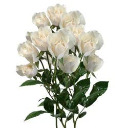 Fresh White Spray Roses 4 Stem Garden Bunch