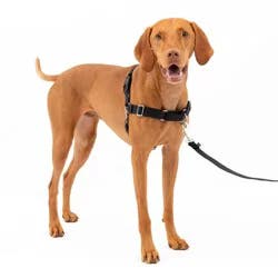 PetSafe Easy Walk Black Dog Harness