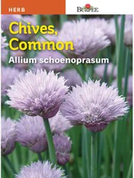 Burpee Chives Common Seeds