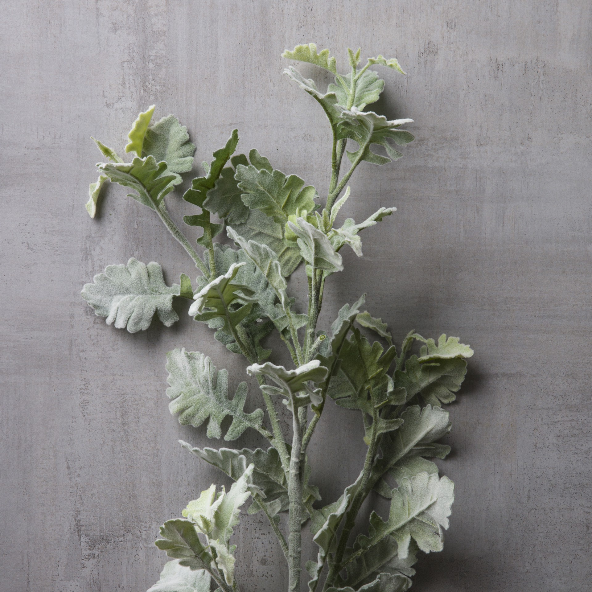 slide 4 of 4, Frosted Dusty Miller Spray Stem By Ashland, 12 in x 13 in x 38 in