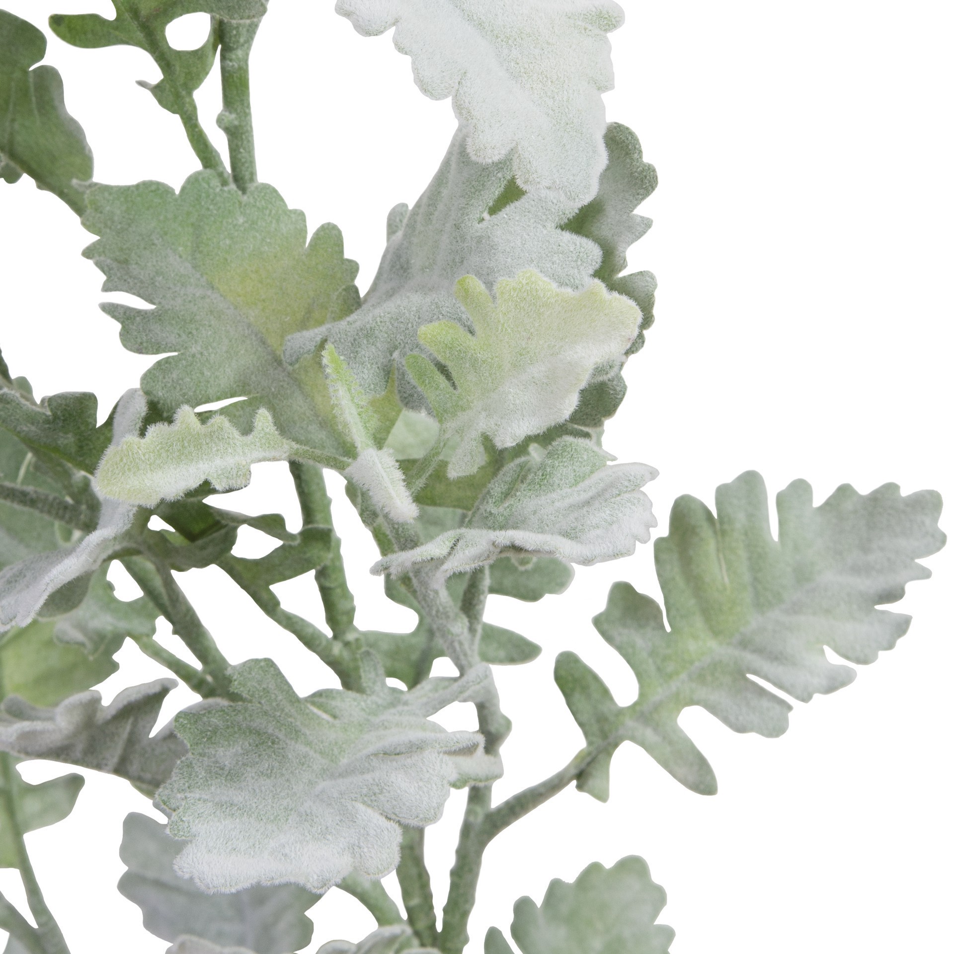 slide 3 of 4, Frosted Dusty Miller Spray Stem By Ashland, 12 in x 13 in x 38 in