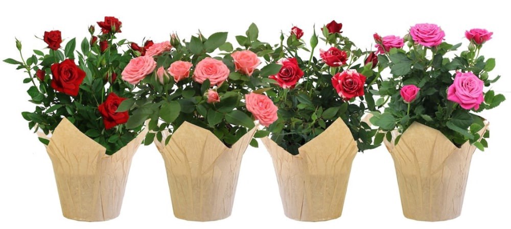 slide 1 of 1, Mini Rose, 4 in