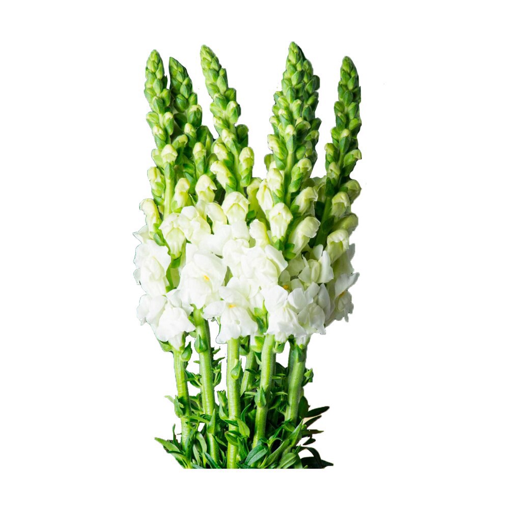 slide 6 of 6, Premium Linear Flower Bunch, 5 ct