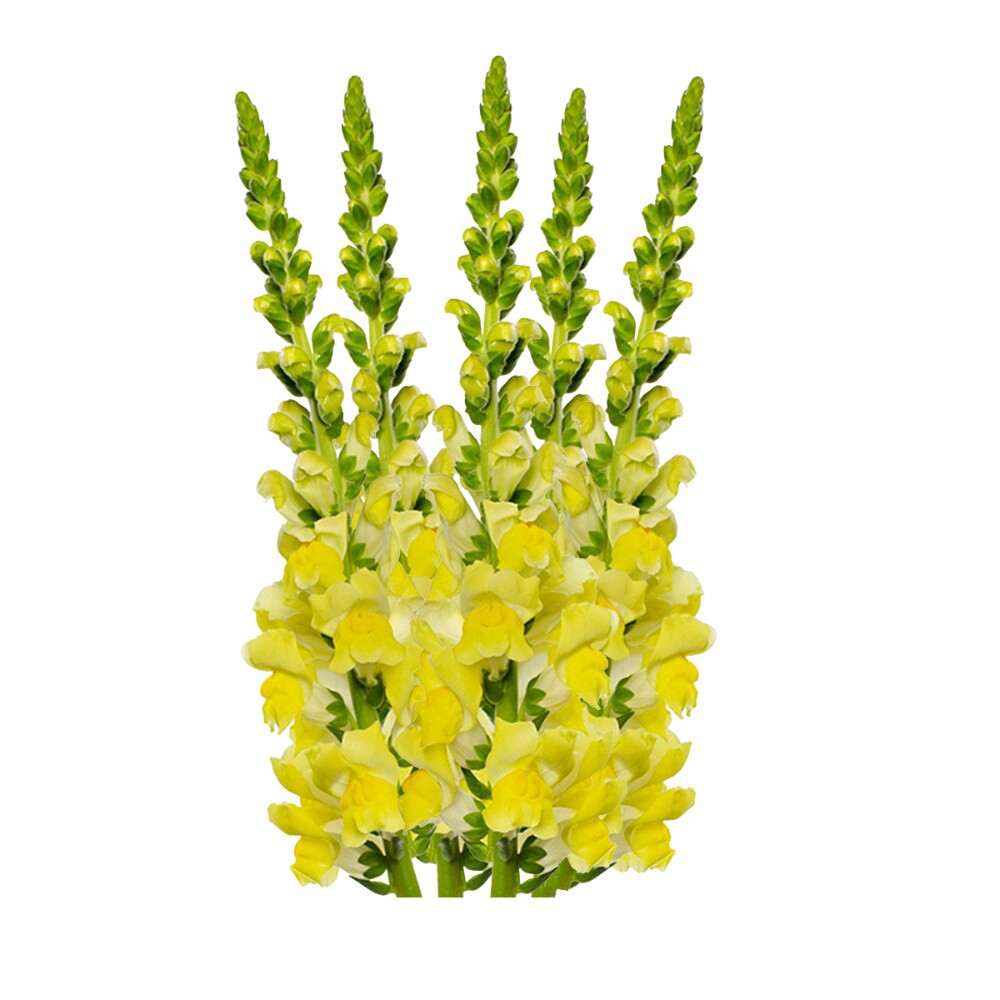 slide 2 of 6, Premium Linear Flower Bunch, 5 ct