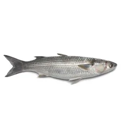 Fruit Salad Cantaloupe Cut S