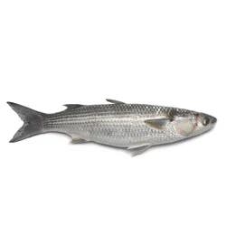 Fruit Salad Cantaloupe Cut S