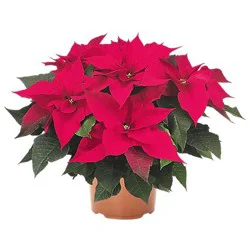 Red Poinsettia - 10 INCH