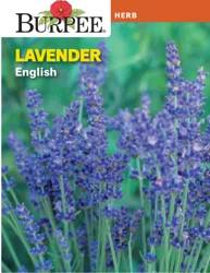 Burpee English Lavender Herb
