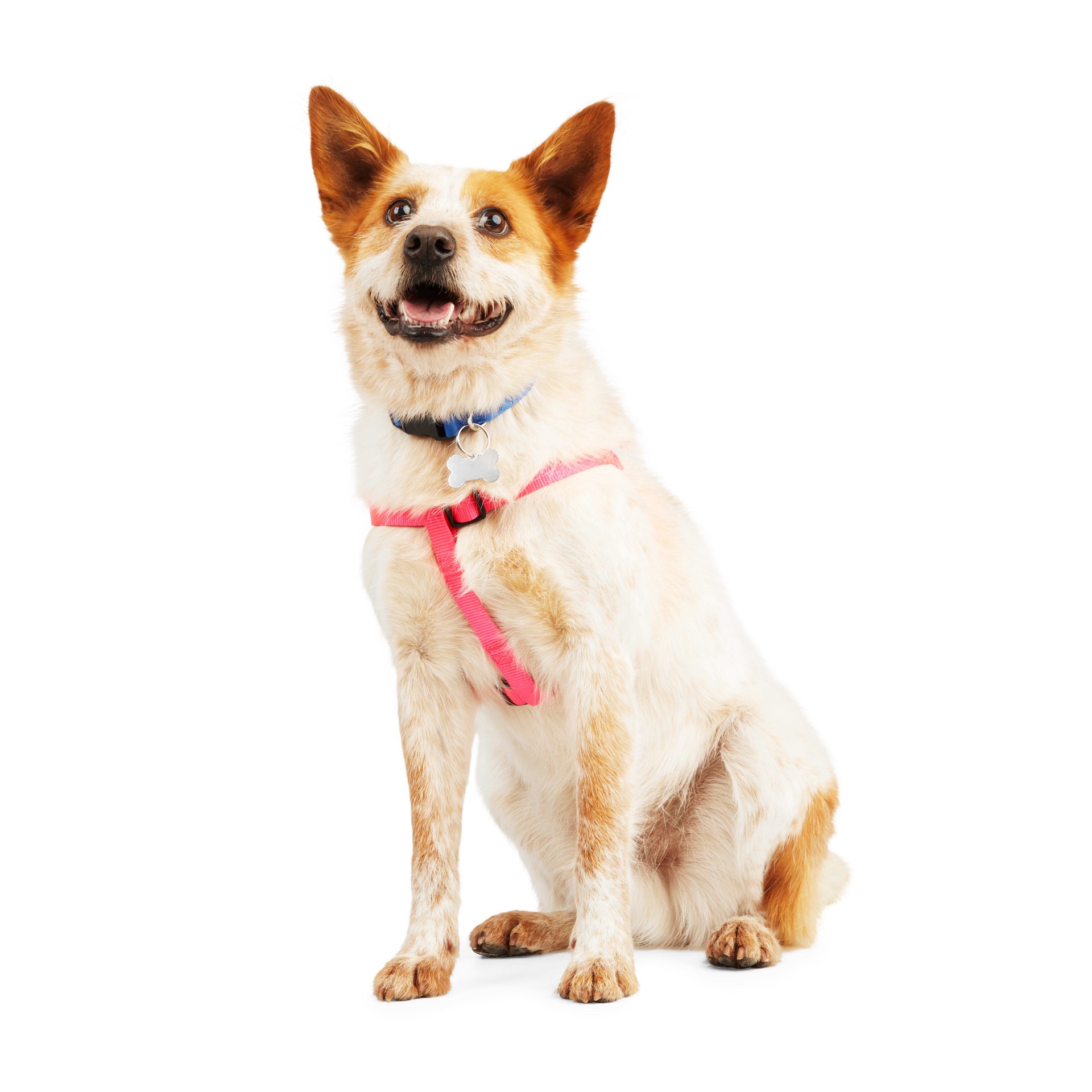 slide 1 of 1, YOULY WEBB Pink Dog Harness, Medium, MED