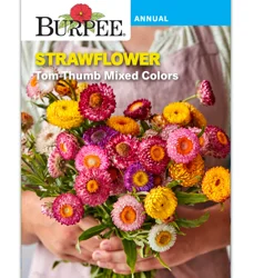 Burpee Strawflower Tom Thumb Mixed Colors
