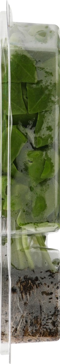 slide 5 of 9, Sun Harvest Organic Living Value Pack Basil, 2 ct