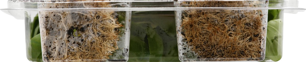 slide 3 of 9, Sun Harvest Organic Living Value Pack Basil, 2 ct