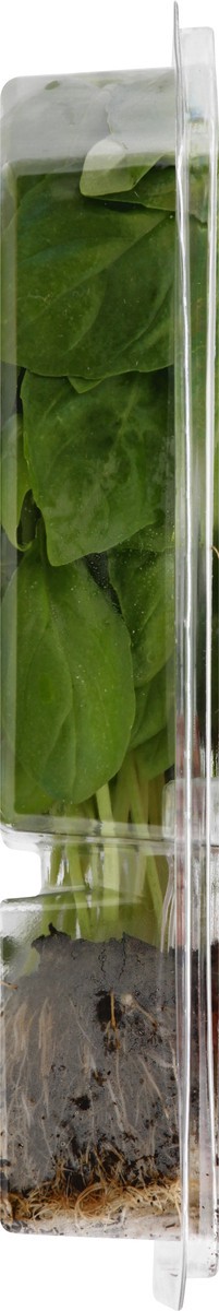 slide 6 of 9, Sun Harvest Organic Living Value Pack Basil, 2 ct