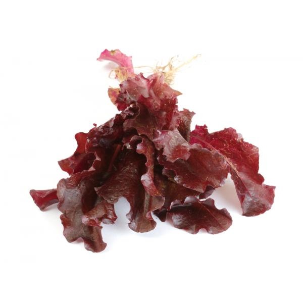 slide 1 of 1, Red Oak Leaf Lettuce, 3 ct