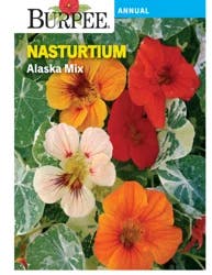 Burpee Nasturtium Alaska Mix