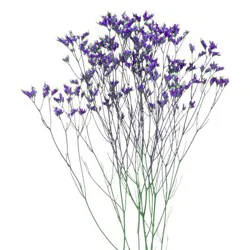 Jolo Farms Limonium 4 Stem Garden Bunch