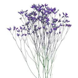 Jolo Farms Limonium 4 Stem Garden Bunch