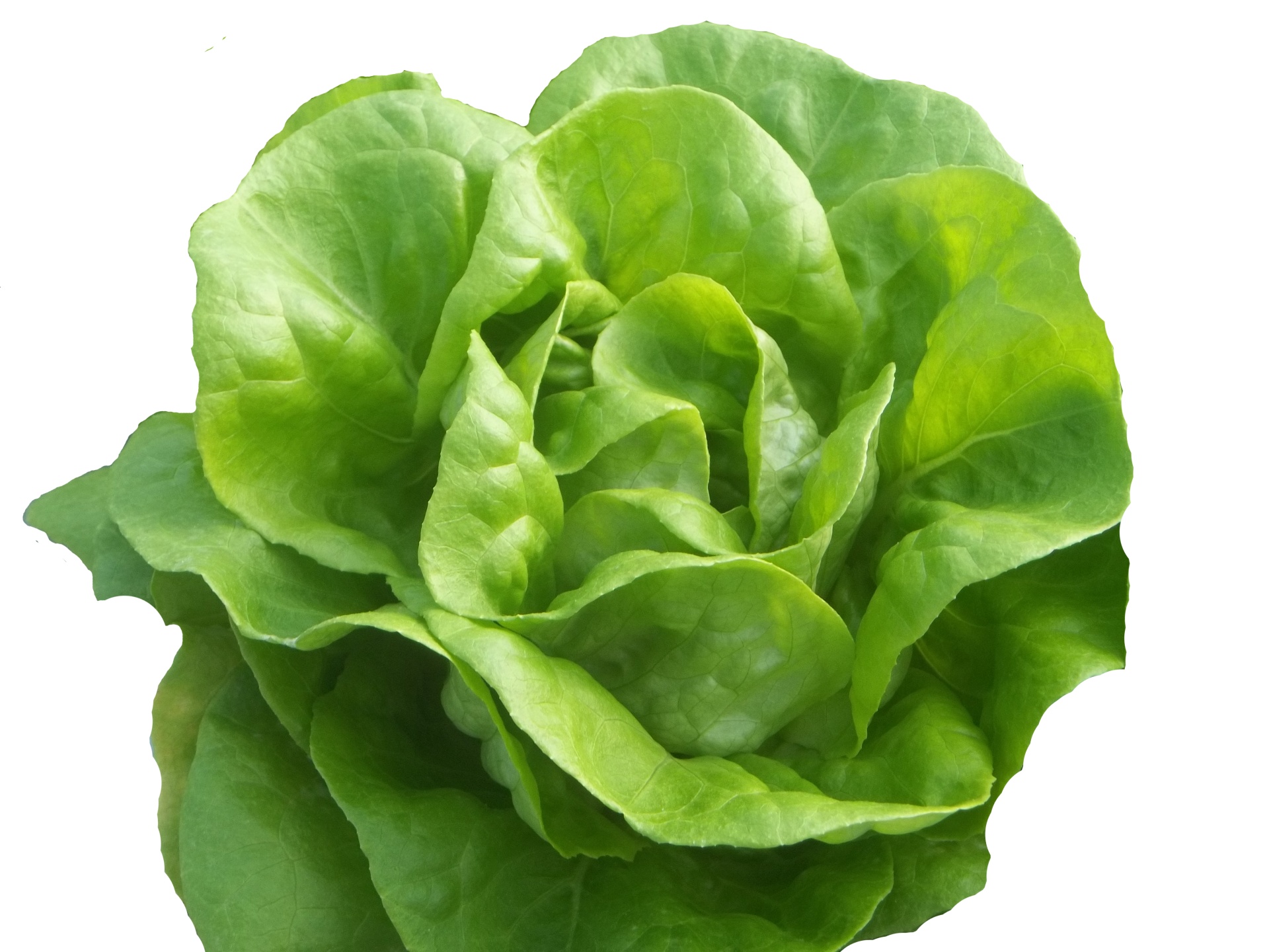 slide 1 of 1, Hydro Butter Lettuce, 1 bunch