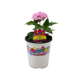 Groovy Flower Power Pentas - Lucky Star Lavender