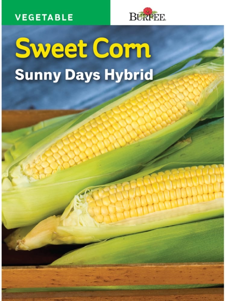 slide 1 of 1, Burpee Sunny Days Hybrid Sweet Corn Seeds - Yellow, 1 ct