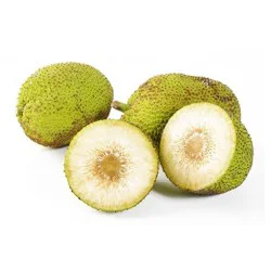 Breadfruit/Panapen Cv