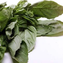 Melissa's Organic Basil
