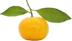 Organic Pixie Tangerine