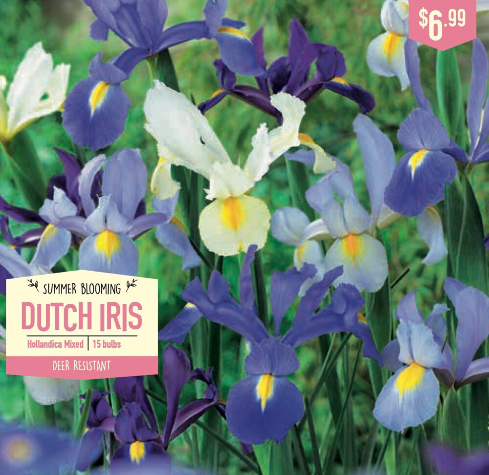slide 1 of 1, Garden State Bulb Summer Blooming Dutch Iris - Hollandica Mixed, 15 ct