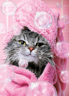 slide 1 of 1, Avanti Card Bday Cat With Champagne Core, 1 ct