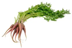Fresh Beta Sweet Carrots with Tops