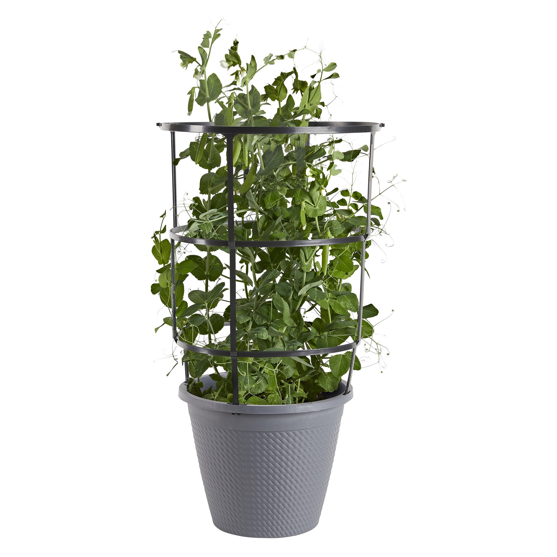 slide 1 of 1, BONNIE PLANTS Bonnie 11 Inch Cage Peas Sugar Ann Snap, 11 in