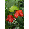 slide 8 of 9, Bonnie Plants  Pepper Mad Hatter, 19.3 oz