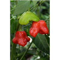 slide 3 of 9, Bonnie Plants  Pepper Mad Hatter, 19.3 oz