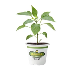 Bonnie Plants Pepper Mad Hatter
