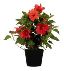 Holiday Hibiscus Bush 10 in