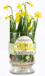 Mixed Specialty Case Daffodils