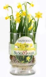 Mixed Specialty Case Daffodils