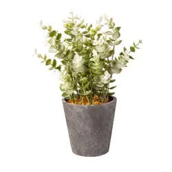 Bambeco Tall Eucalyptus In Planter