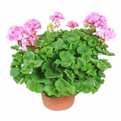 H-E-B Texas Roots Pink Geranium